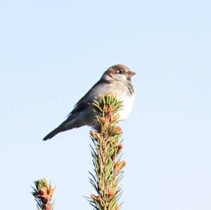 House Sparrow