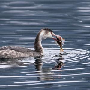 Great Crested Grebe