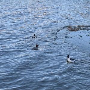 Common Merganser