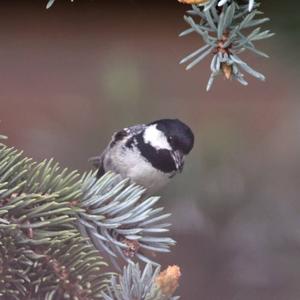 Coal Tit