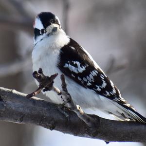 Downy Woodpecker