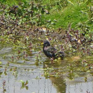 Common Starling