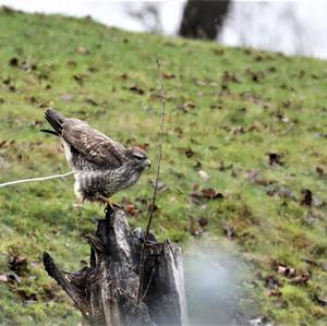 Common Buzzard