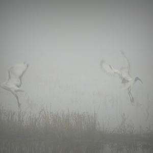 African Sacred Ibis