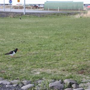 Eurasian Oystercatcher