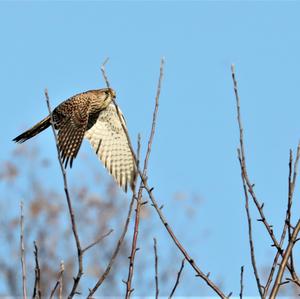 Common Kestrel