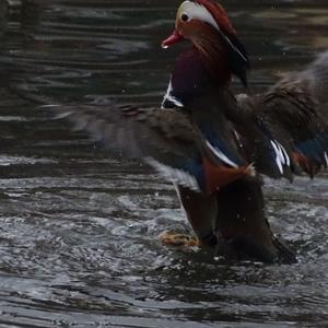 Mandarin Duck