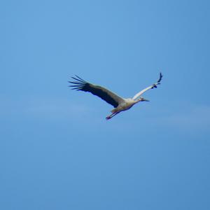 Schwarzschnabelstorch