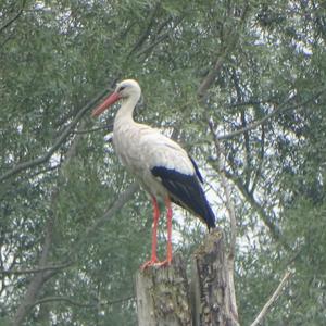 White Stork