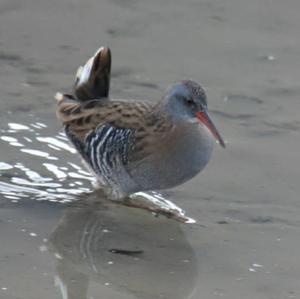 Water Rail