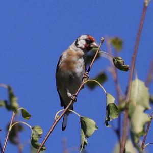 European Goldfinch