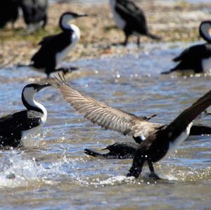 Great Cormorant