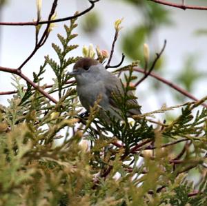 Blackcap