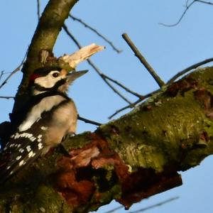 Great Spotted Woodpecker