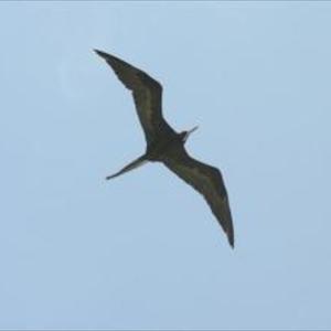 Grey-breasted Spurfowl