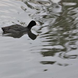 Common Coot