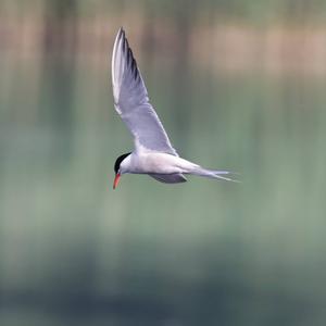 Common Tern