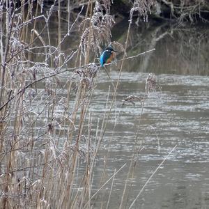 Common Kingfisher