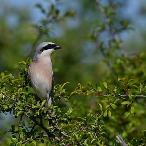 Red-backed Shrike