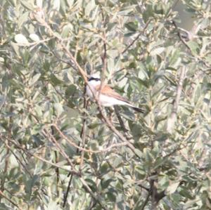 Red-backed Shrike