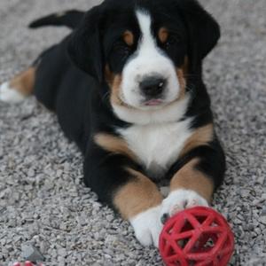 Greater Swiss Mountain Dog