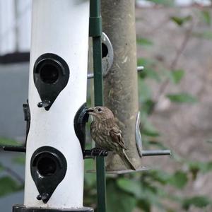 House Finch