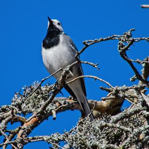 White Wagtail