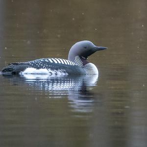 Arctic Loon