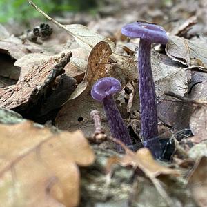 Amethyst Deceiver