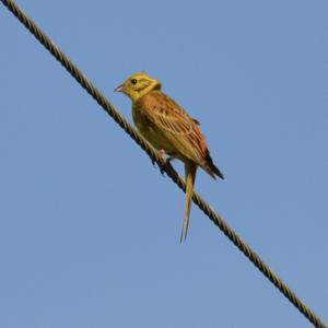 Yellowhammer