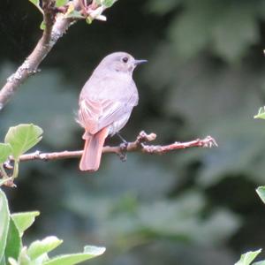 Black Redstart