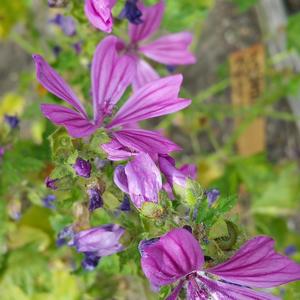 Common Mallow, Cheese Flower