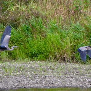 Great Blue Heron