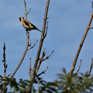 European Goldfinch