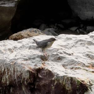 White-throated Dipper