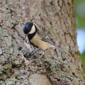 Great Tit