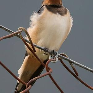 Barn Swallow