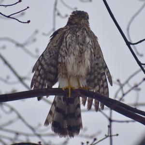 Cooper's Hawk