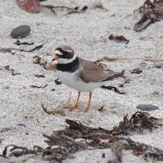 Common Ringed Plover