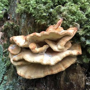 Black-staining Polypore