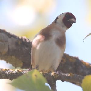 European Goldfinch