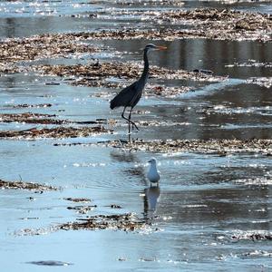 Great Blue Heron