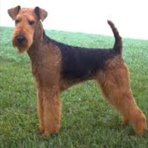 Airedale Terrier