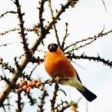 Eurasian Bullfinch