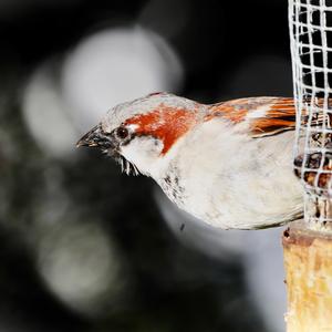 House Sparrow