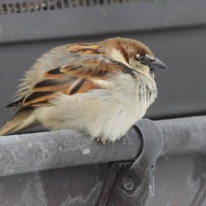 House Sparrow