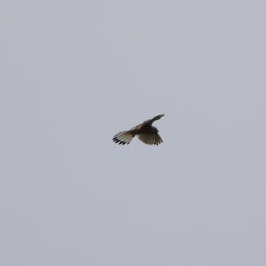 Common Kestrel