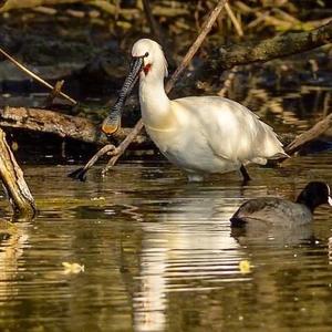 Eurasian Spoonbill