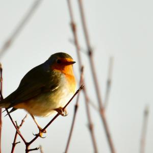 European Robin