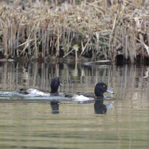 Tufted Duck